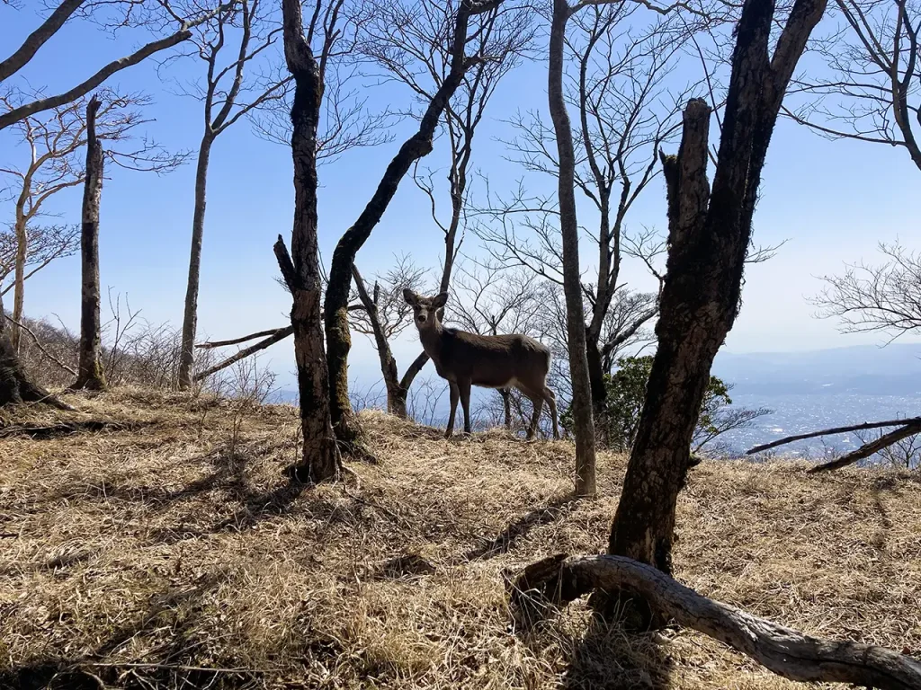 丹沢の鍋割山登山、鹿を見る