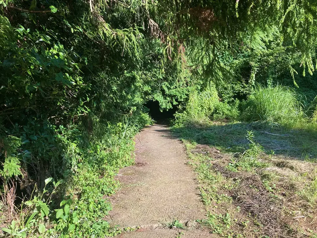 丹沢,鍋割山,塔ノ岳,丹沢山,蛭ヶ岳へ登山