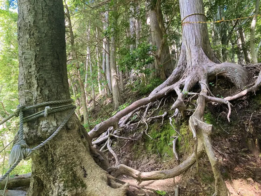 丹沢,鍋割山,塔ノ岳,丹沢山,蛭ヶ岳へ登山