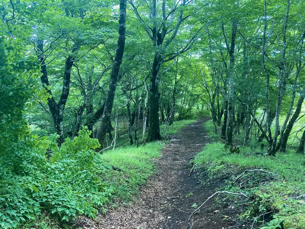 丹沢,鍋割山,塔ノ岳,丹沢山,蛭ヶ岳へ登山