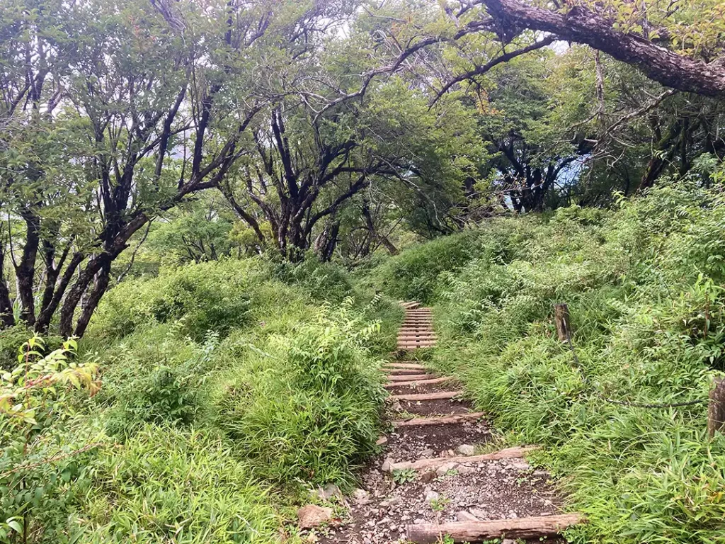 丹沢,鍋割山,塔ノ岳,丹沢山,蛭ヶ岳へ登山