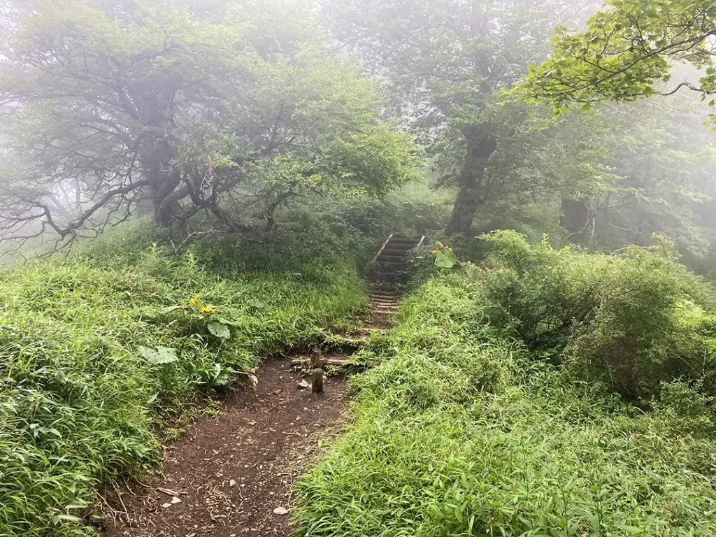丹沢,鍋割山,塔ノ岳,丹沢山,蛭ヶ岳へ登山