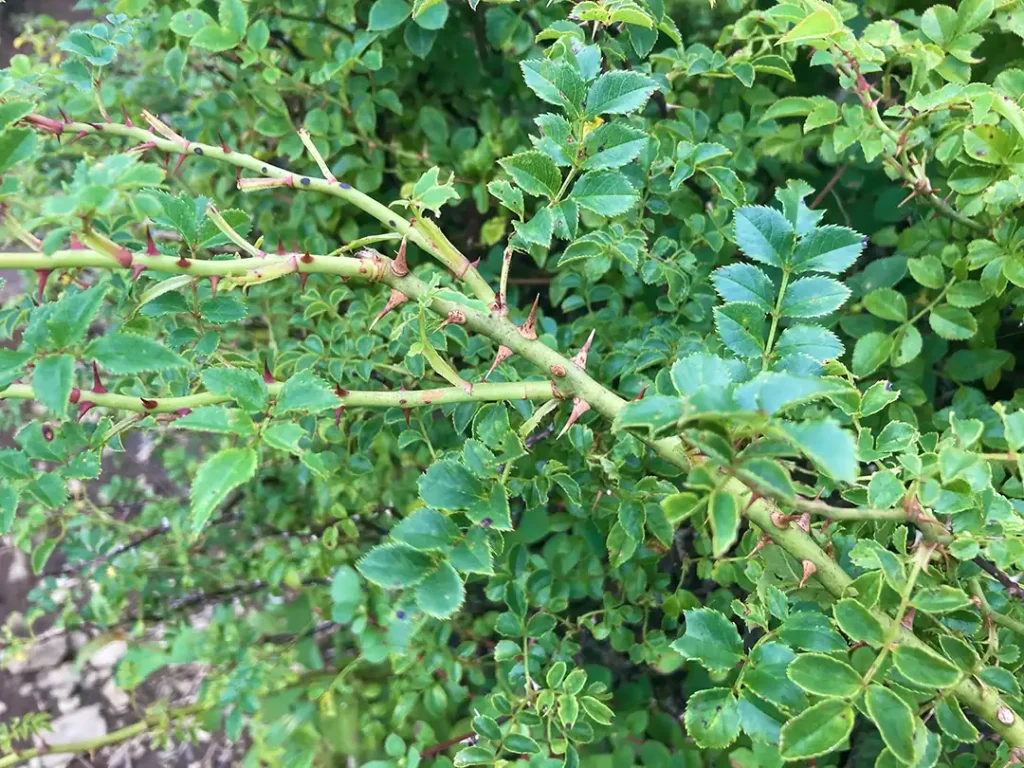 丹沢,鍋割山,塔ノ岳,丹沢山,蛭ヶ岳へ登山