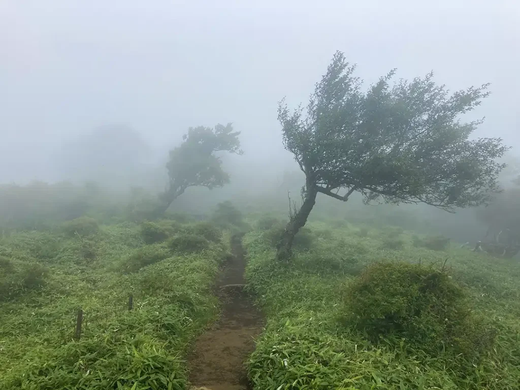 丹沢,鍋割山,塔ノ岳,丹沢山,蛭ヶ岳へ登山