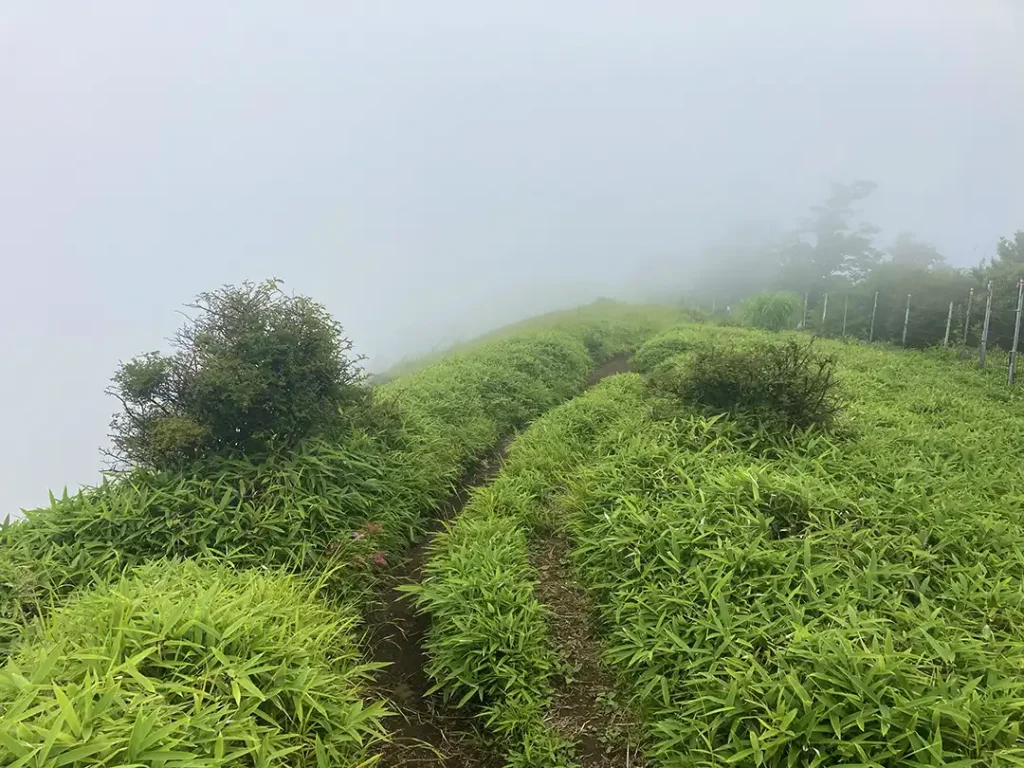 丹沢,鍋割山,塔ノ岳,丹沢山,蛭ヶ岳へ登山
