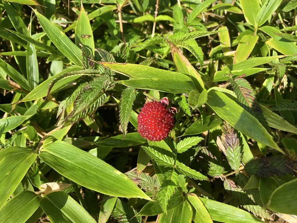 丹沢,鍋割山,塔ノ岳,丹沢山,蛭ヶ岳へ登山